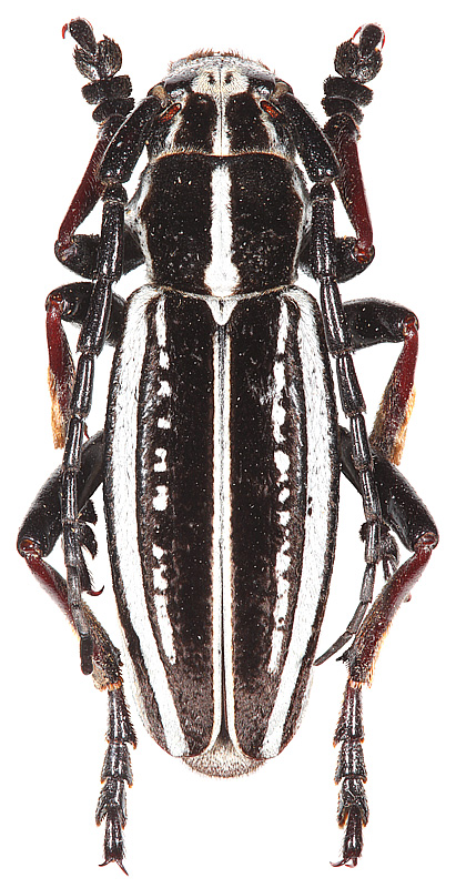 Dorcadion (Compsodorcadion) gebleri lukhtanovi Danilevsky, 1996