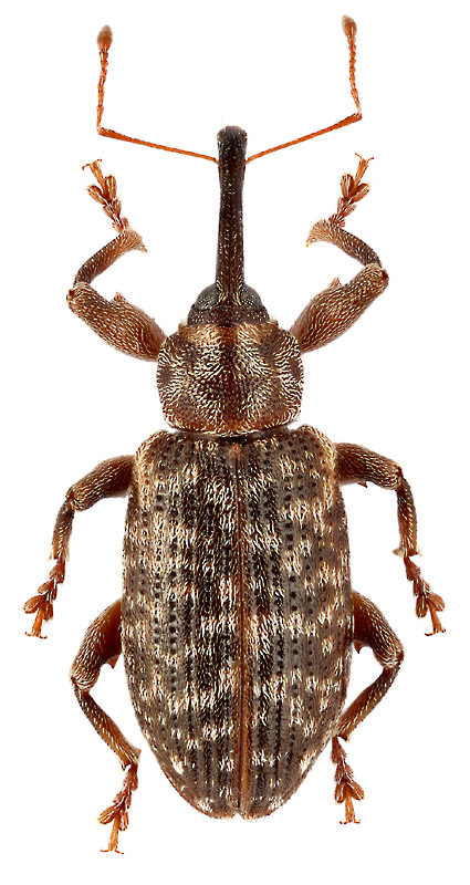 Dorytomus schoenherri Faust
