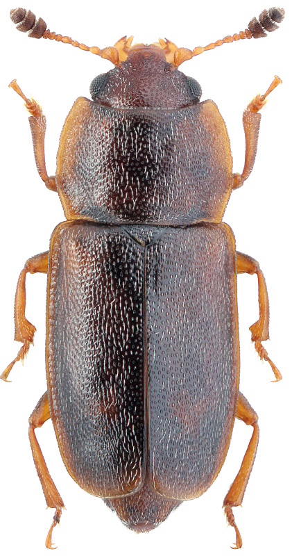 Epuraea rubronotata