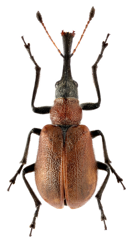 Eurostauletes procerus (Rtt., 1901)