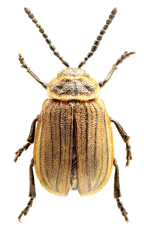 Galeruca interrupta (Illiger, 1802) ssp. armeniaca Weise, 1886</b> - det. .. 