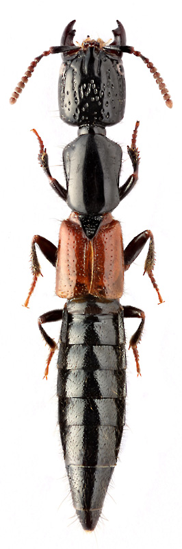 Gauropterus fulgidus (F.)