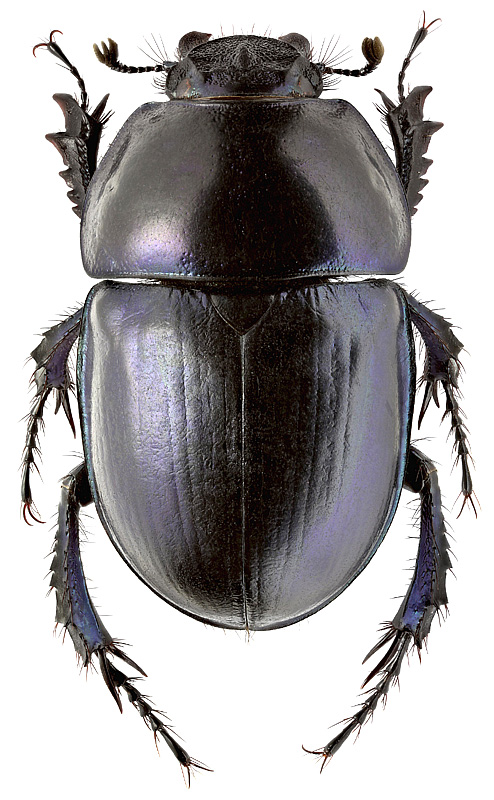 Geotrupes molestus (Fald.)