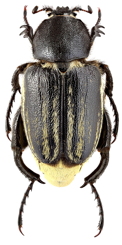 Glaphyrus festivus Men.