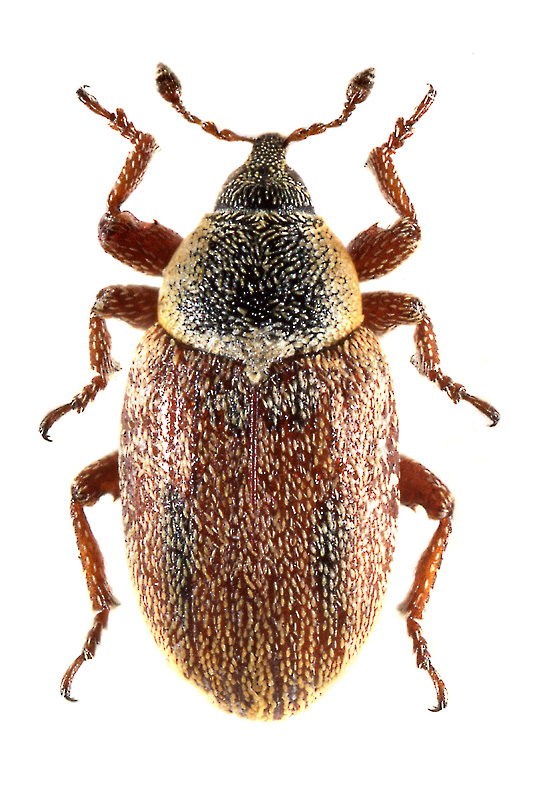 Mecinus marina (Korotyaev, 1984)