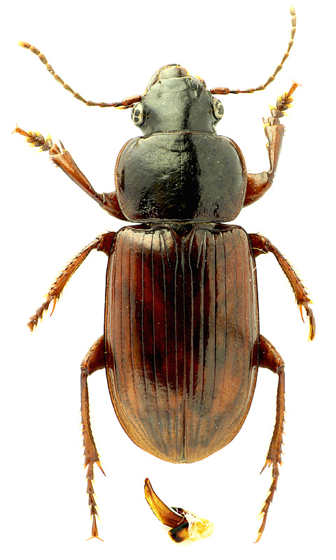 Harpalus (s. str.) amputatus obtusus (Gebler, 1833)</b> - det. ..  & .. 