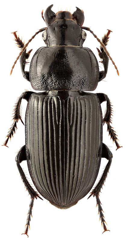 Harpalus crates Bat.
