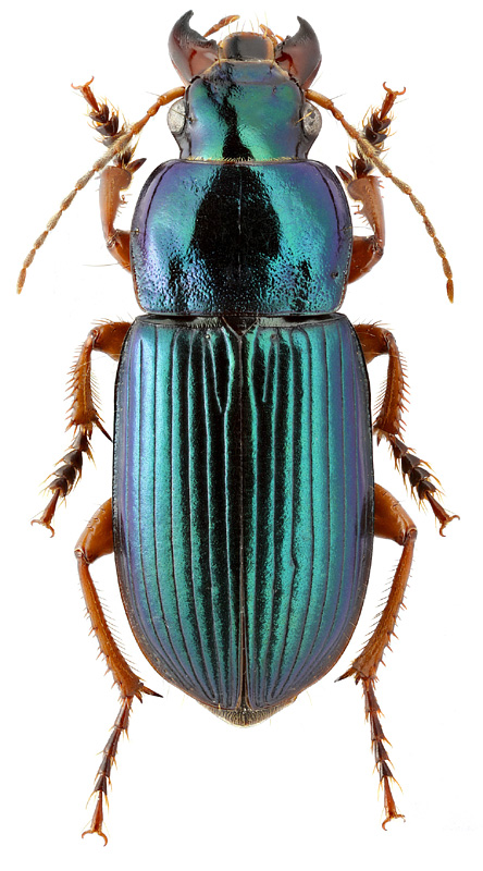 Harpalus cupreus fastuosus Fald.