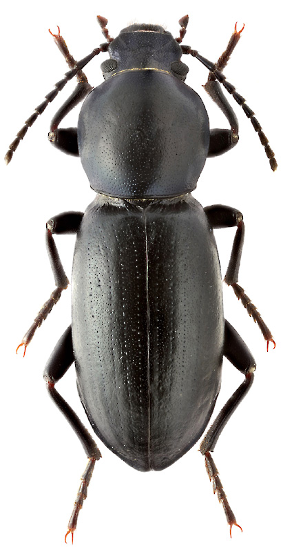 Hedyphanes coerulescens F.-W.