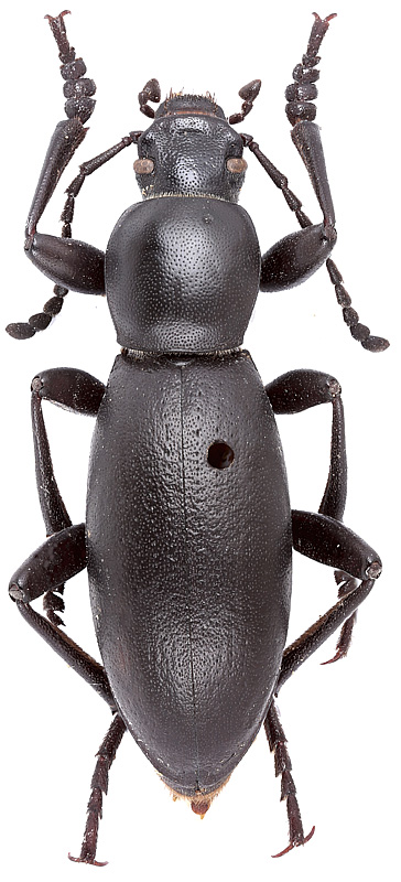 Hedyphanes (s. str.) cordicollis Seidlitz, 1896 - .