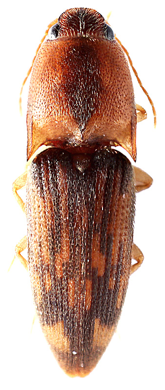 Heteroderes spinosus Candèze, 1890 </b>- det. .  & G. Platia
