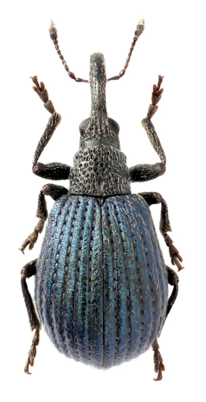 Holotrichapion pisi (F., 1801)