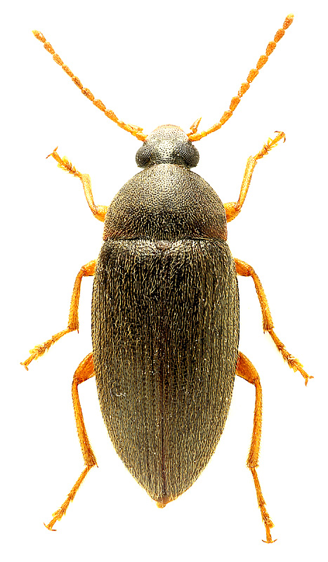 Hymenorus sp.</b> - det. I. Zabaluev