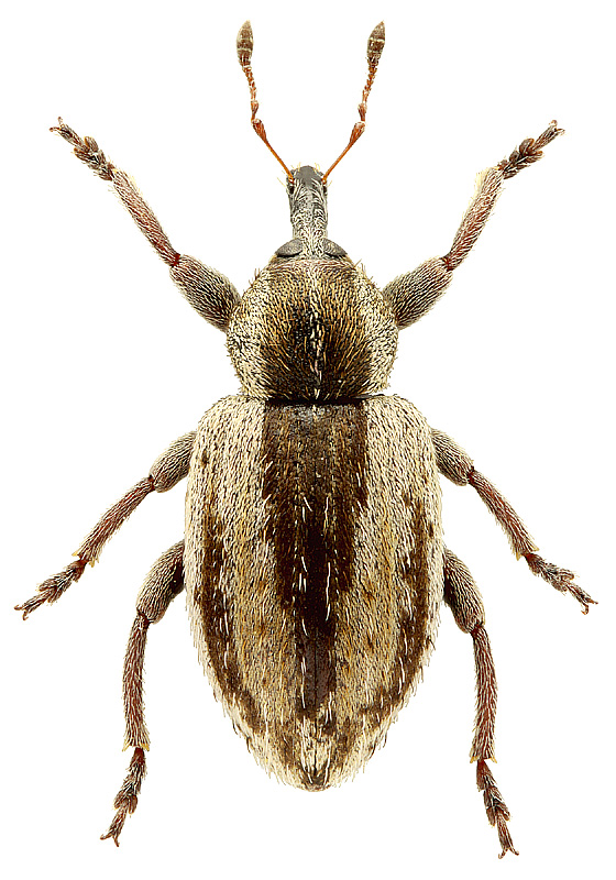 Hypera (s. str.) postica (Gyllenhal, 1813)