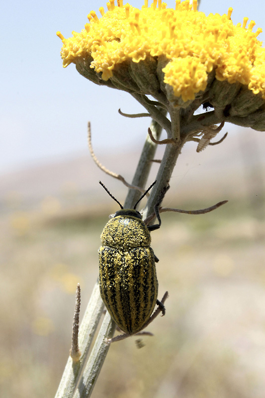 Julodella globithorax (Steven, 1830)
