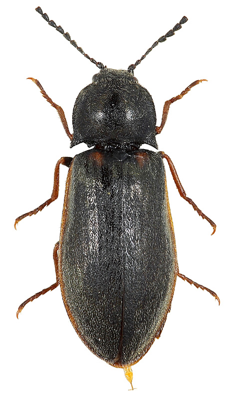 Eanus costalis (Paykull, 1800)