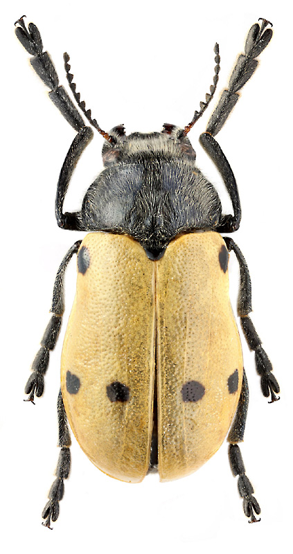 Lachnaia sexpunctata (Scop.)