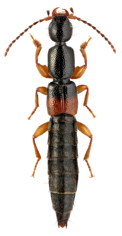 Lathrobium scutellare Nordm.