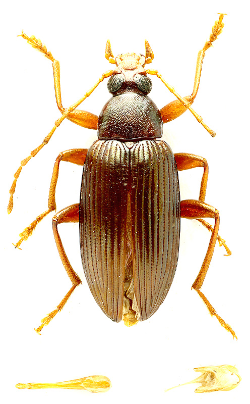 Lobopoda sp.</b> - det. I. Zabaluev
