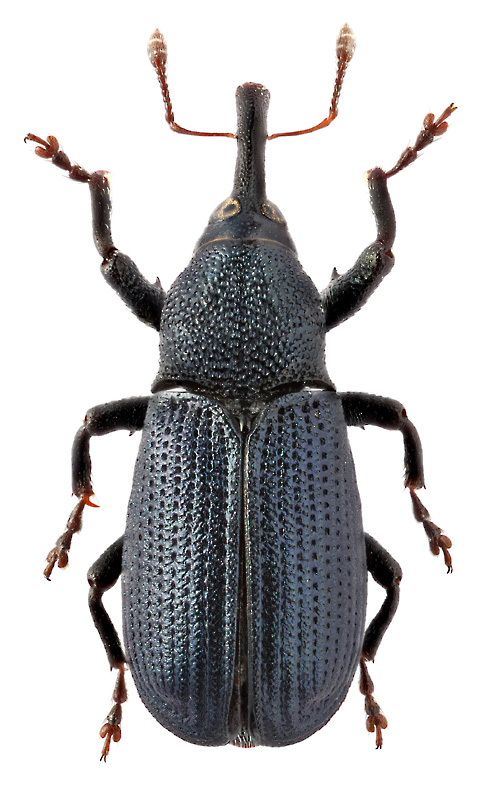 Magdalis violacea (L.)