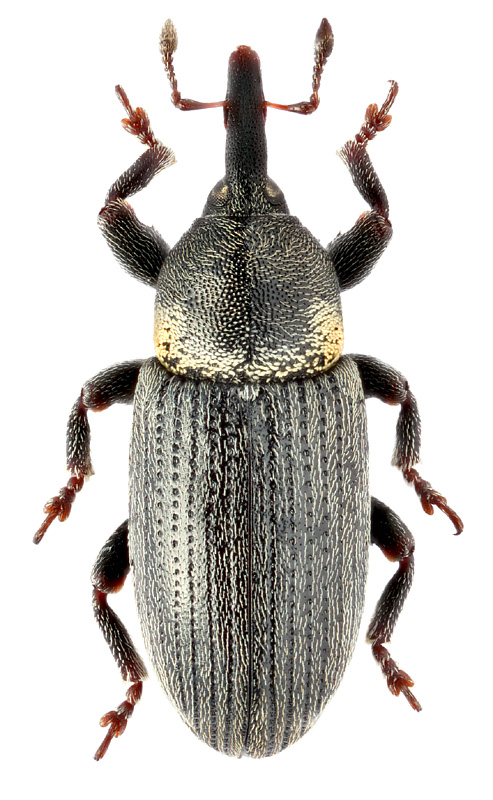Mecinus collaris Germ., 1821