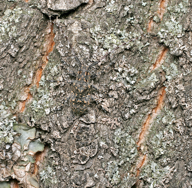 Mesosa myops