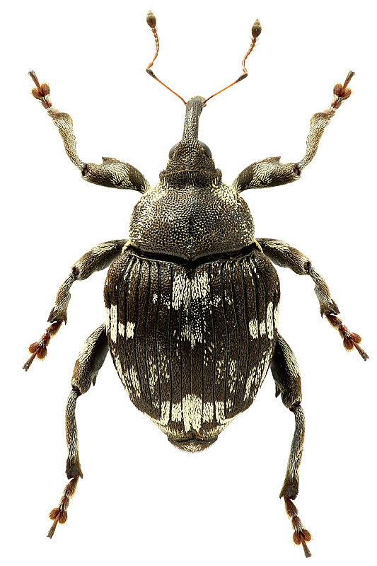Mogulones fatidicus (Gyllenhal, 1837)</b> - det. .. 