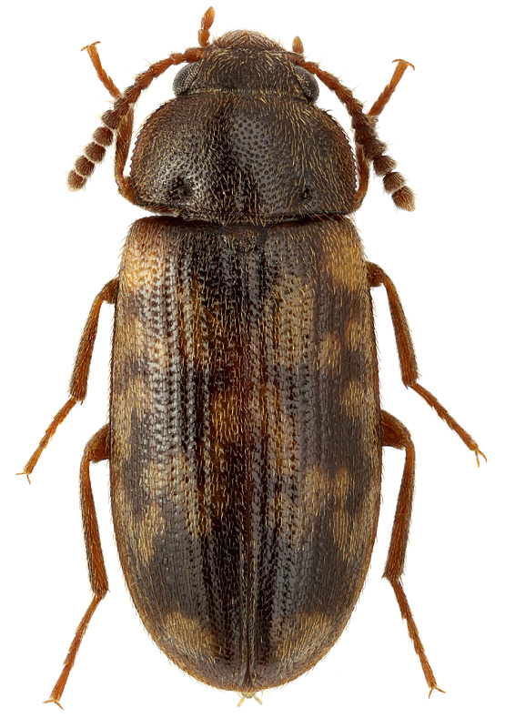 Mycetophagus multipunctatus F.