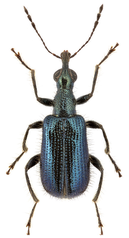 Neoeugnamptus amurensis (Faust)