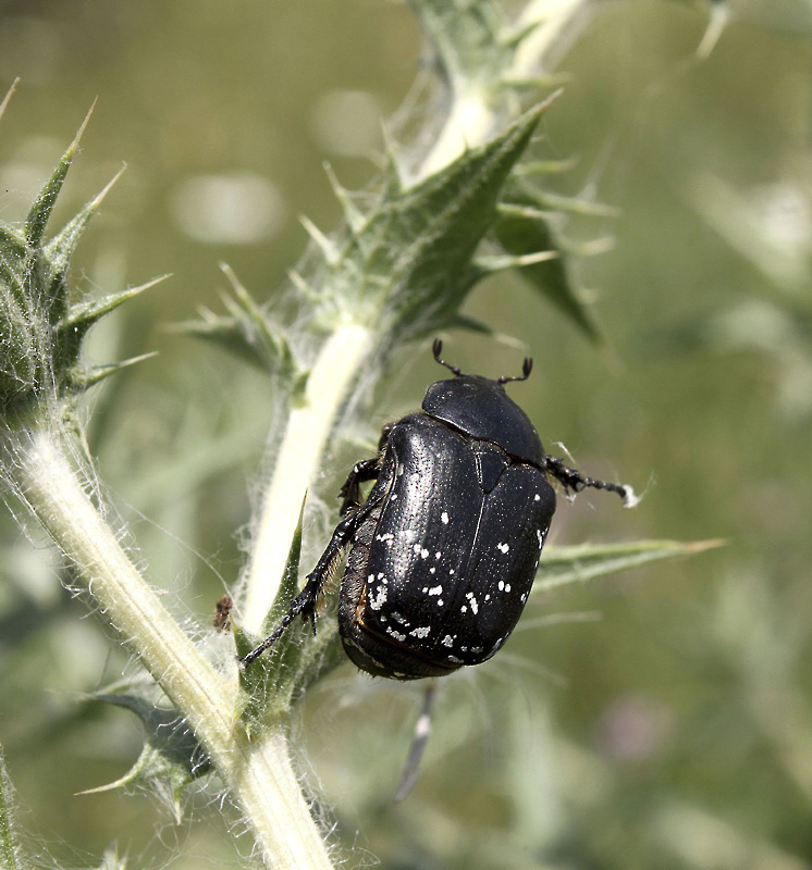 Protaetia (Netocia) funebris (Gory et Percheron, 1833)
