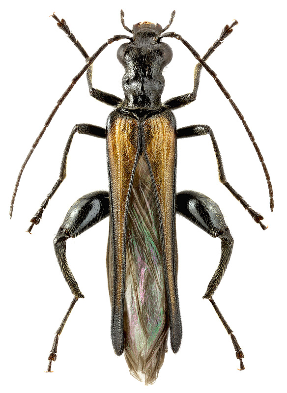 Oedemera phthysica (Scop.)