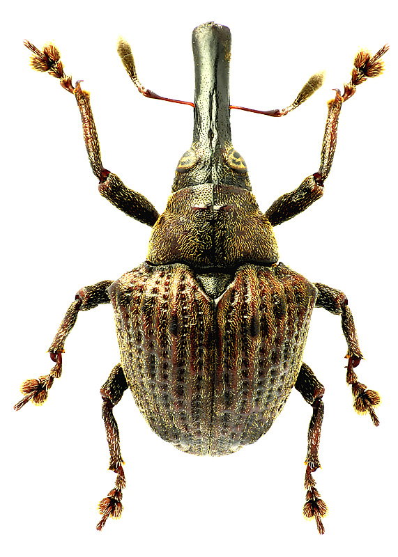 Physarchus sp. nov. - det. I.Zabaluev
