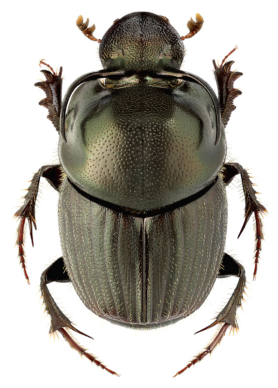 Onthophagus illyricus (Scop.)