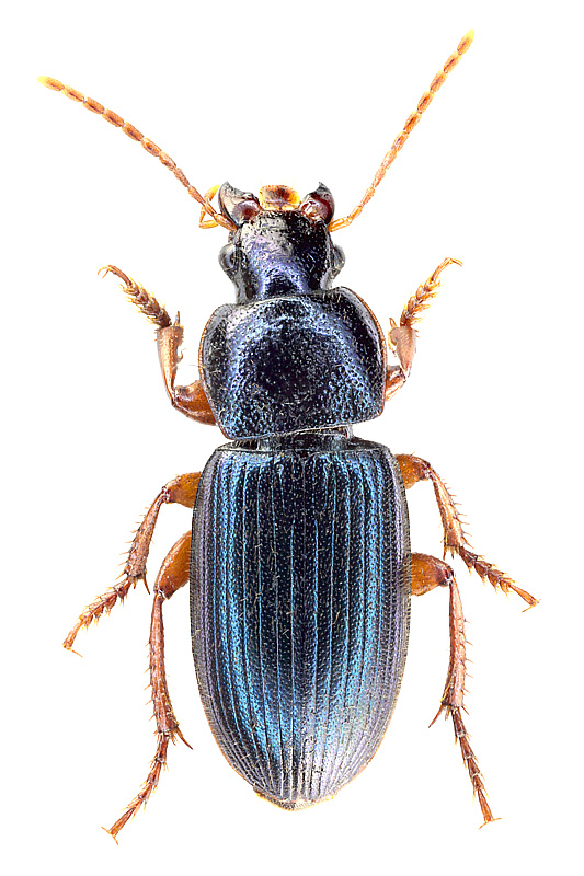 Ophonus (Hesperophonus) azureus (Fabricius, 1775)