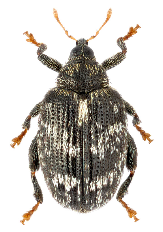 Orchestes rusci (Herbst, 1795)