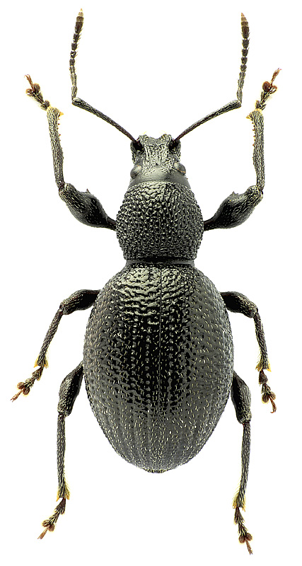 Otiorhynchus (Melasemnus) ovalipennis Boheman, 1842
