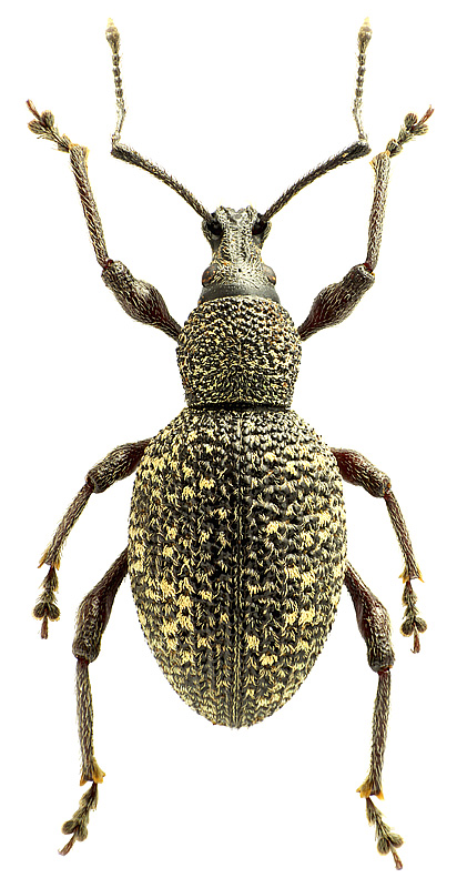 Otiorhynchus (Nehrodistus) turca Boheman, 1842</b> - det. .. 