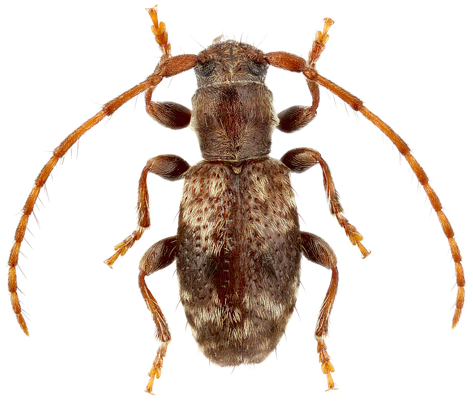 Parmenopsis caucasica (Leder)
