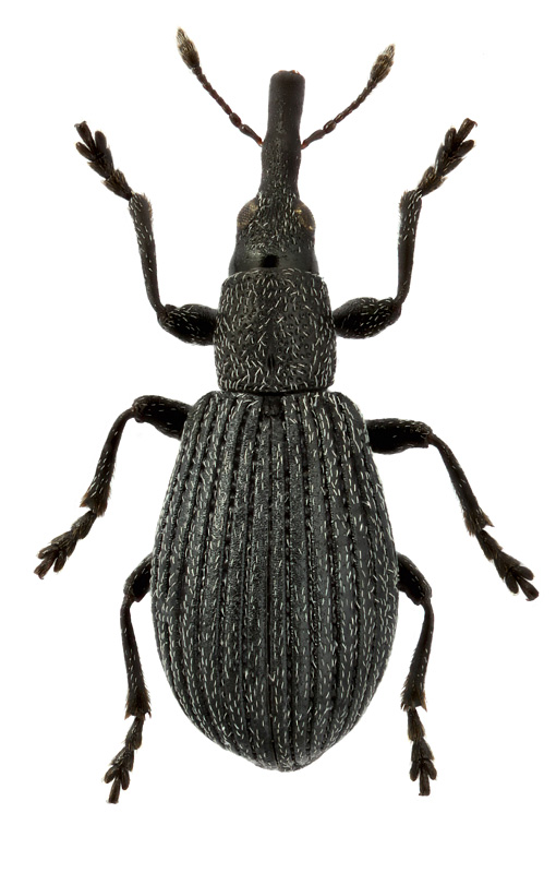 Perapion cf. oblongum (Gyll.)