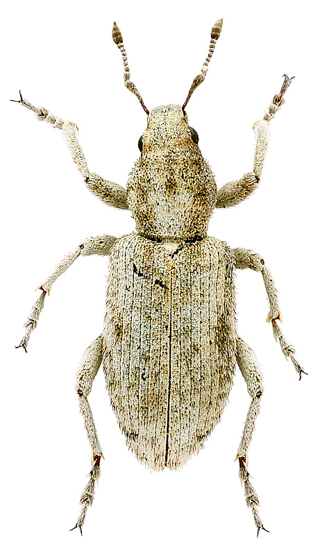 Phacephorus argyrostomus Gyllenhal, 1840