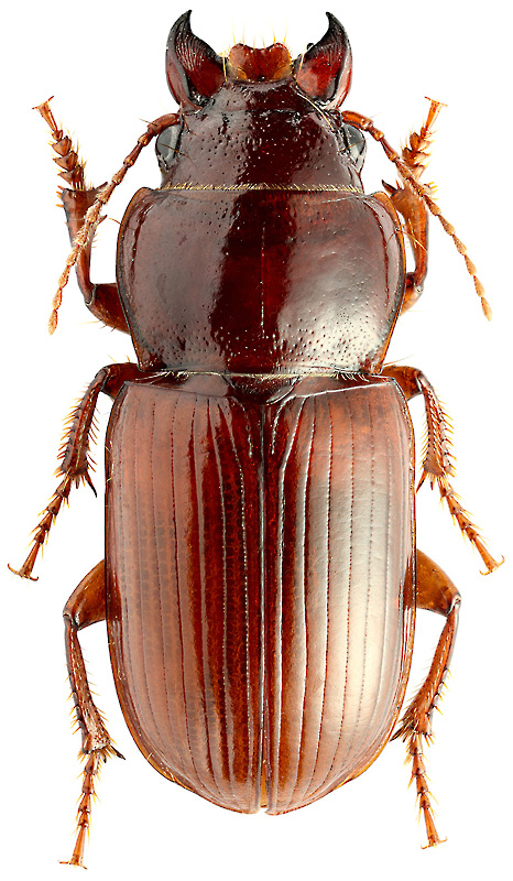 Phanerodonta kirghisica (Kryzh., 1962)
