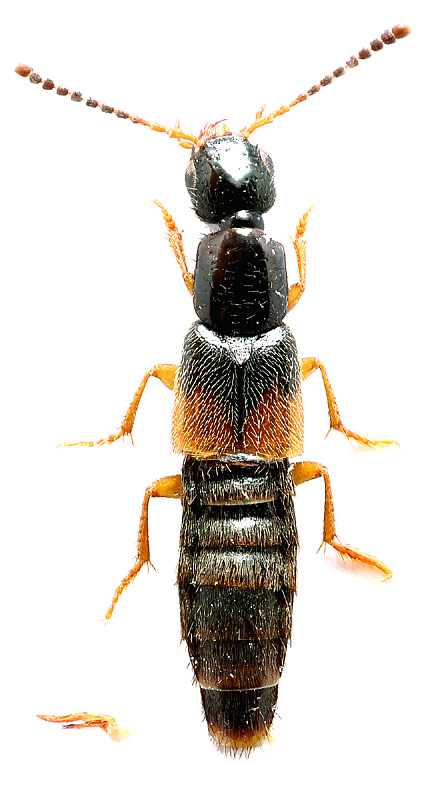 Philonthus (s. str.) biskrensis Fagel, 1957</b> - det. .. 
