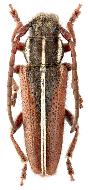 Phytoecia (Paracoptosia) bithynensis Ganglbauer, 1884