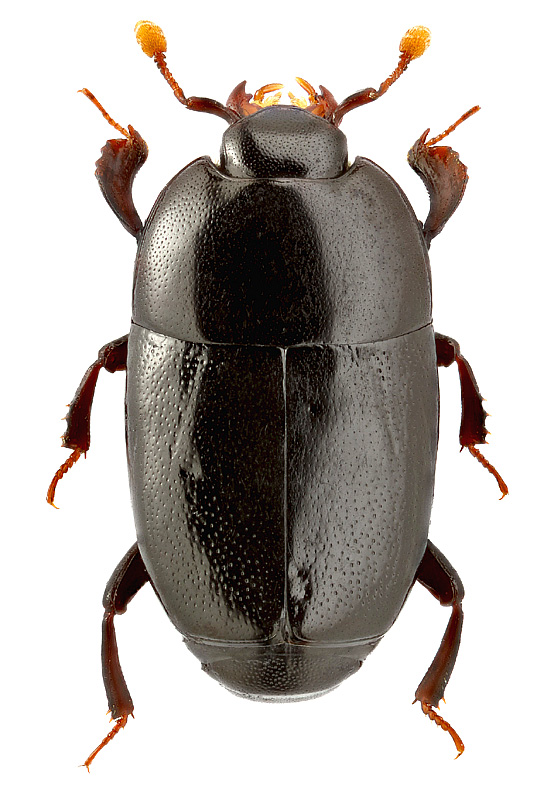 Platylomalus kabakovi Kryzh.