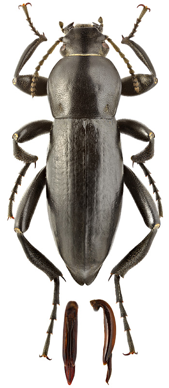 Prosodes novemcostata Sem. (male)