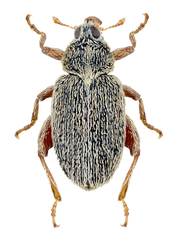 Pseudorchestes abdurakhmanovi