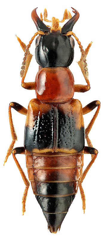 Pseudoxyporus dybowskii (Solsky, 1871)