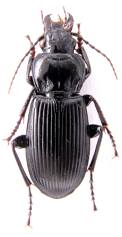 Pterostichus (Morphosoma) melanarius (Illiger, 1798) - det. ..