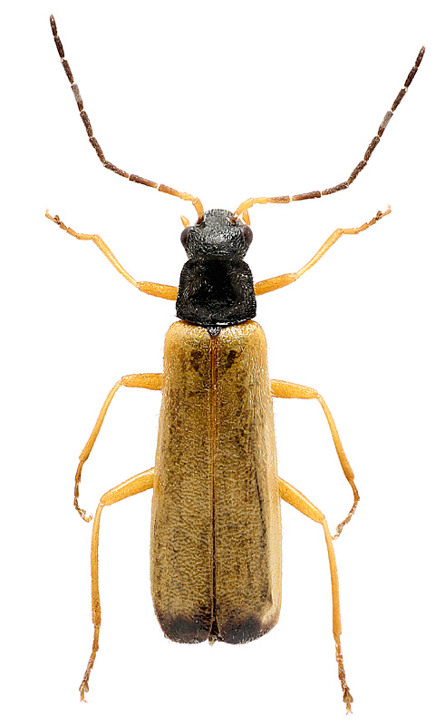 Rhagonycha lignosa (Mueller, 1764)