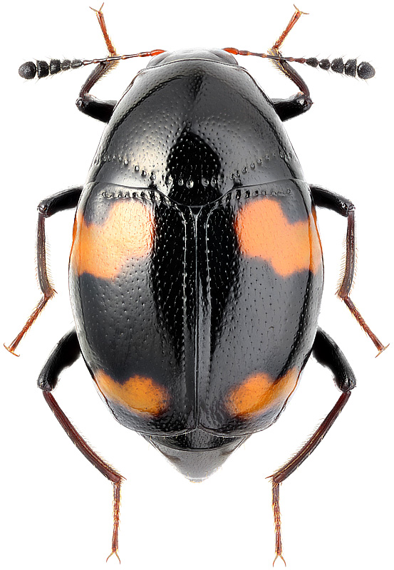 Scaphidium quadrimaculatum Ol., 1790